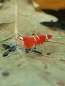 Preview: Super Crystal Red