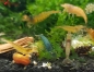 Preview: Amber Shrimps OE