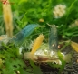 Preview: Amber Shrimps OE