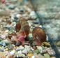 Preview: Braune Posthornschnecke