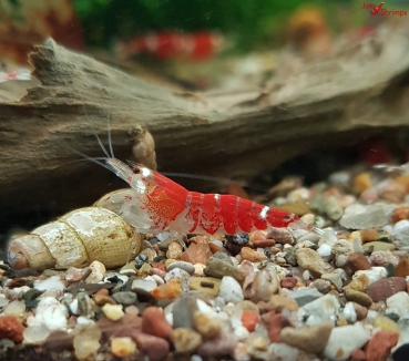 Crystal Red