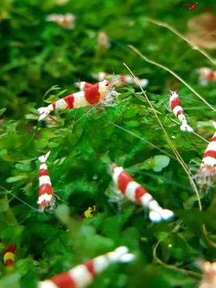 Red Bee 10er Mix Paket