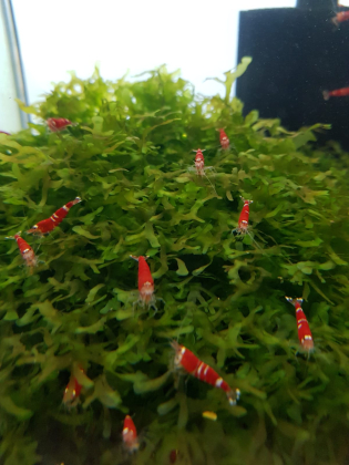 Preview: Super Crystal Red