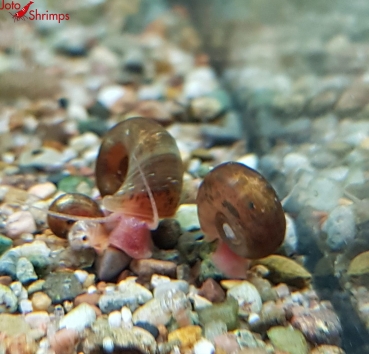 Braune Posthornschnecke