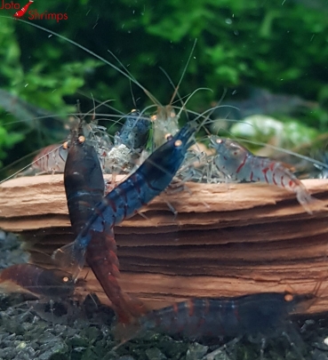 Preview: Rote Tiger OE Blue Body