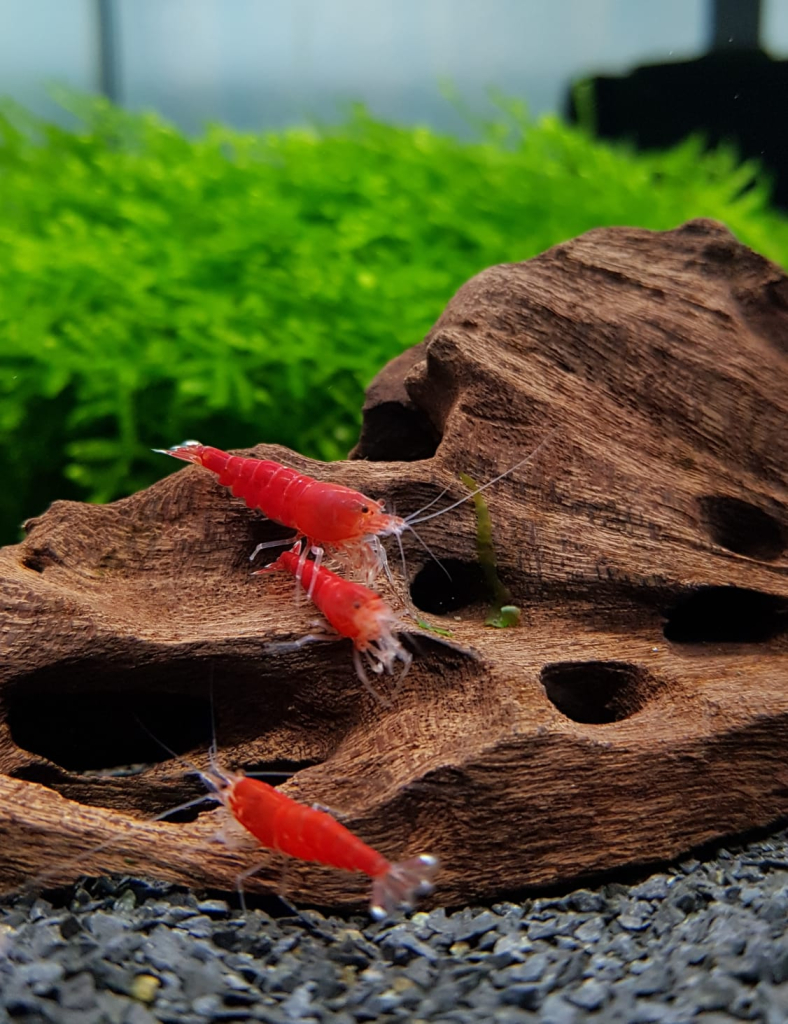 Pure Red Crystal Garnele